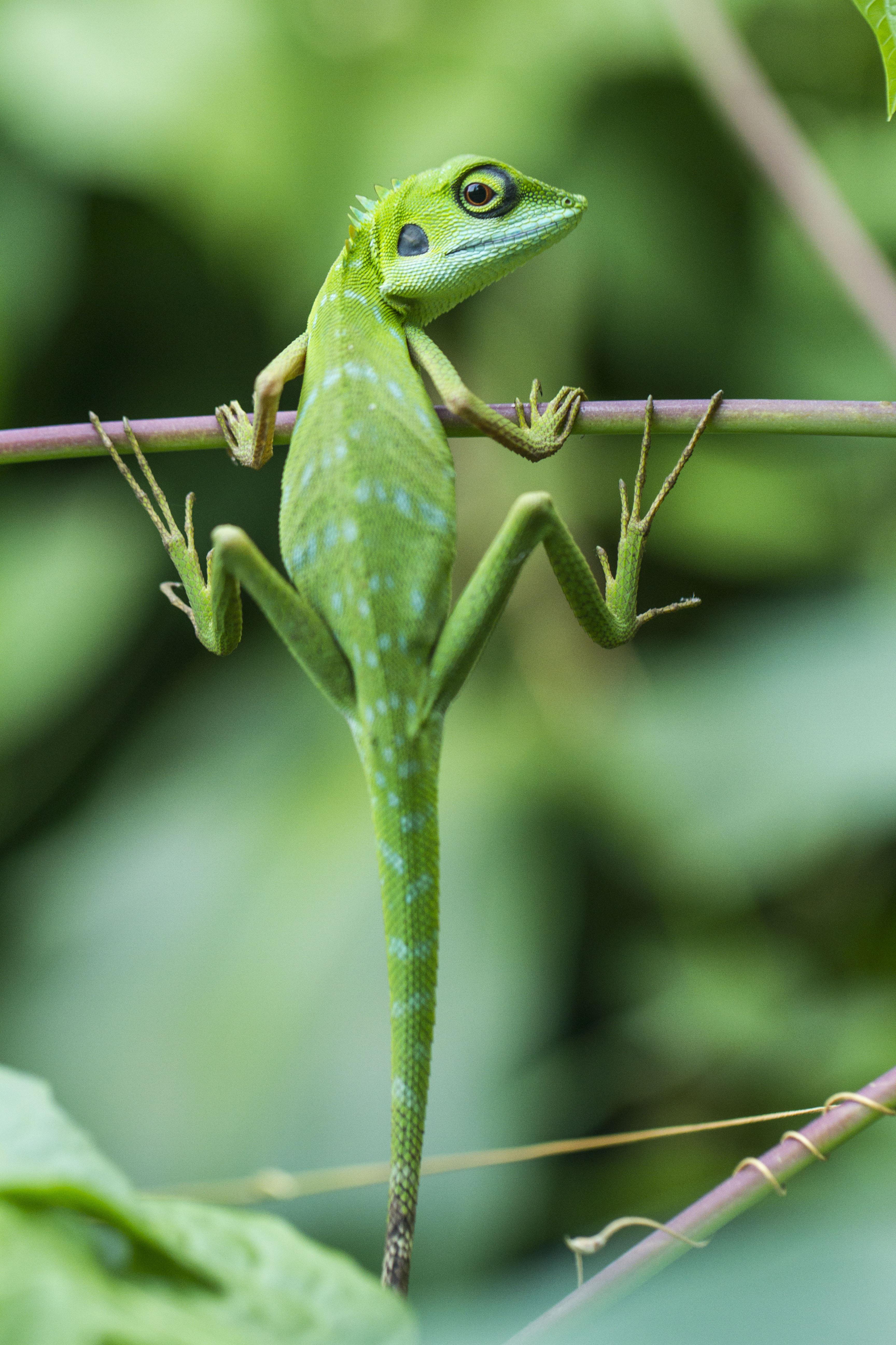 Lizard hanging on branch